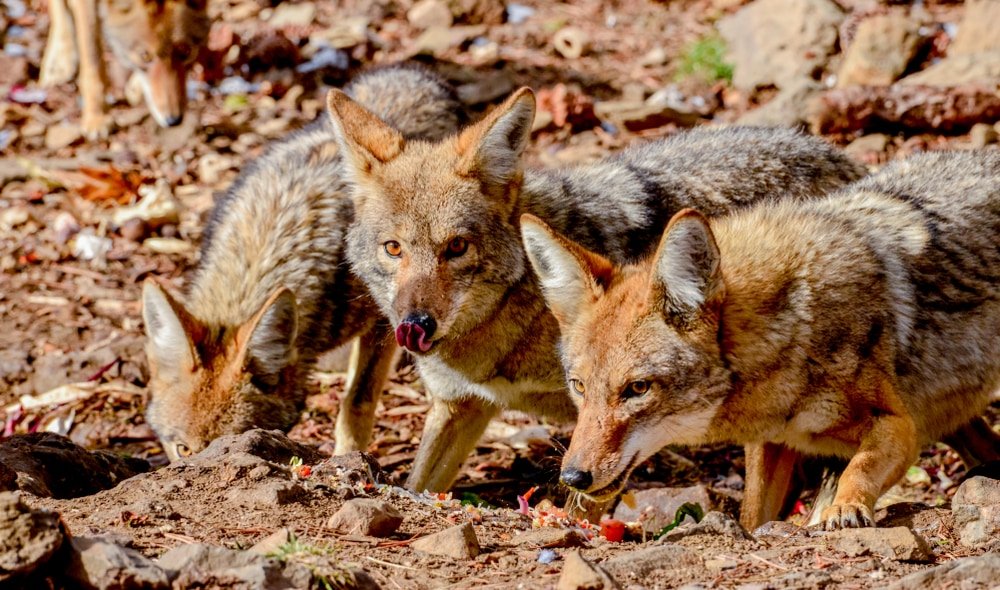 Ecological Impact Of Coyotes: Balancing Act In Ecosystem Dynamics