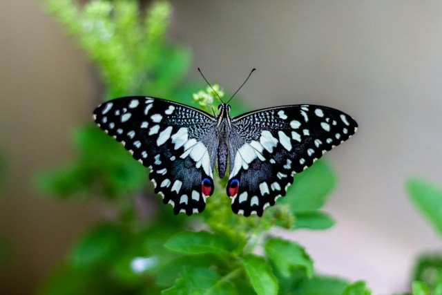 Butterfly Life Cycle: A Metamorphic Journey
